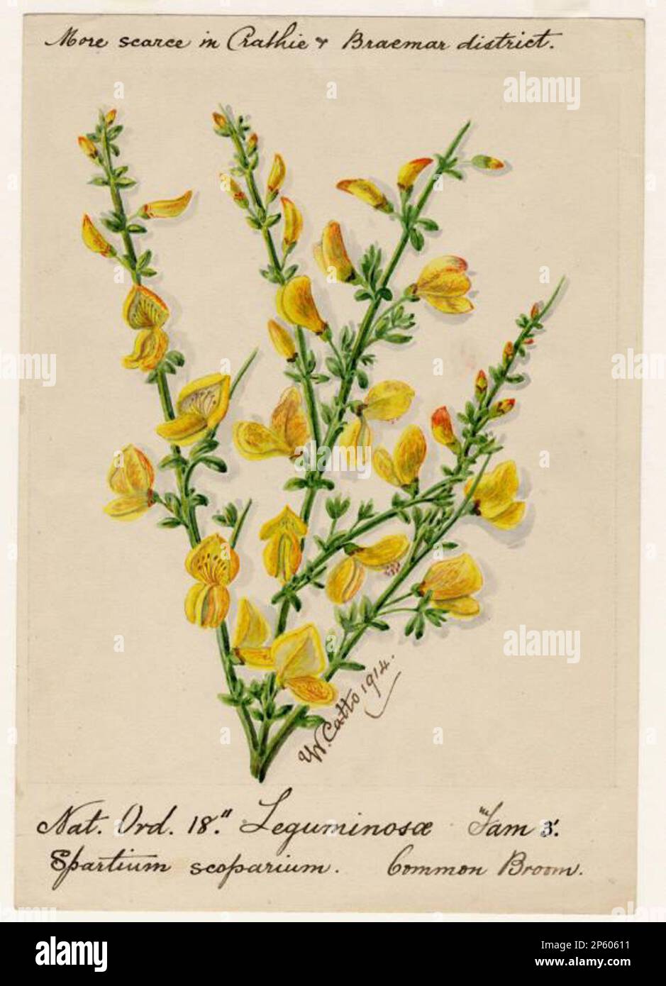 Common Broom (Spartium scoparium), William Catto (Aberdeen, Scotland, 1843 - 1927) Stock Photo