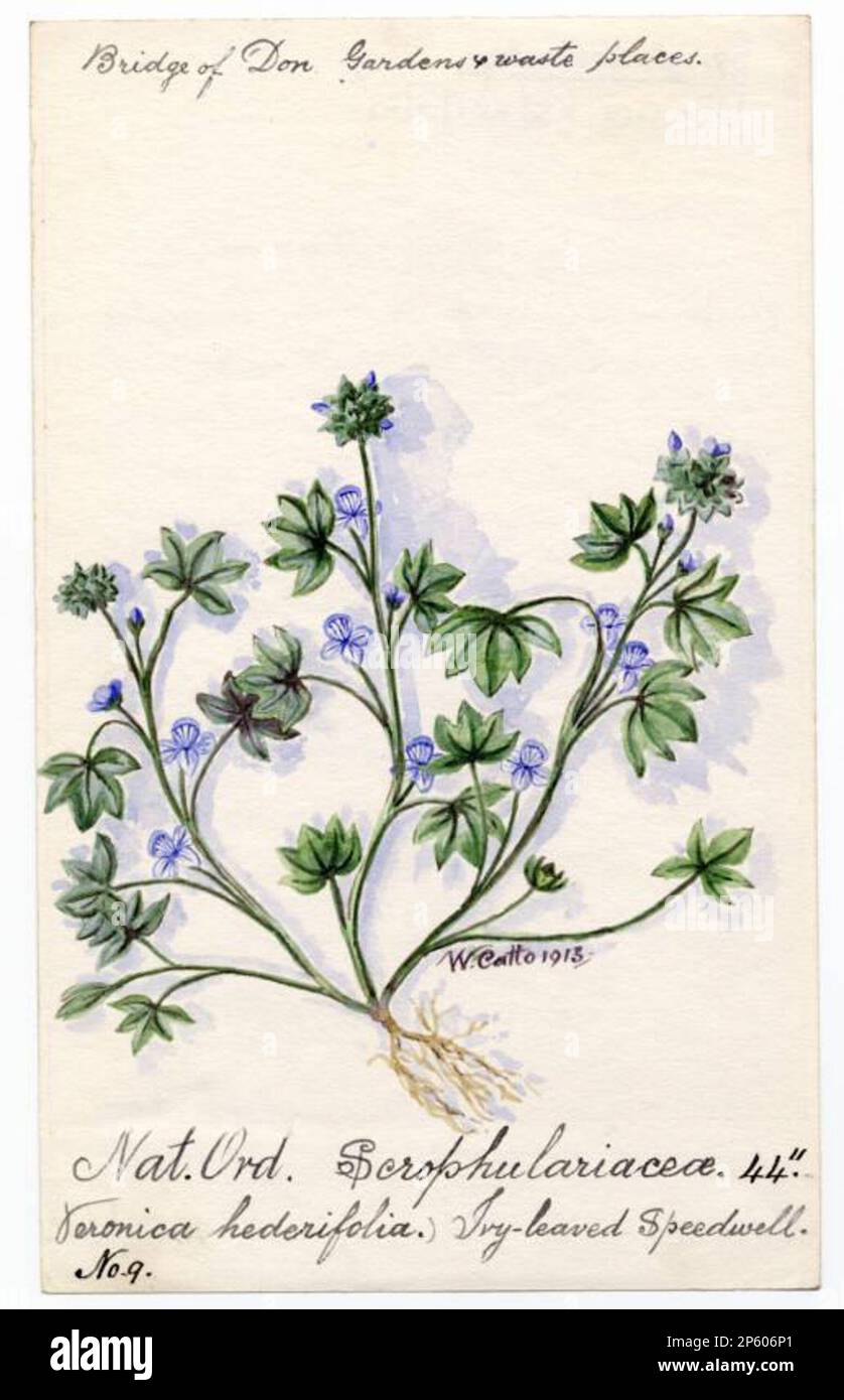 Ivy-leaved Speedwell (Veronica hederifolia), William Catto (Aberdeen, Scotland, 1843 - 1927) 1913 Stock Photo