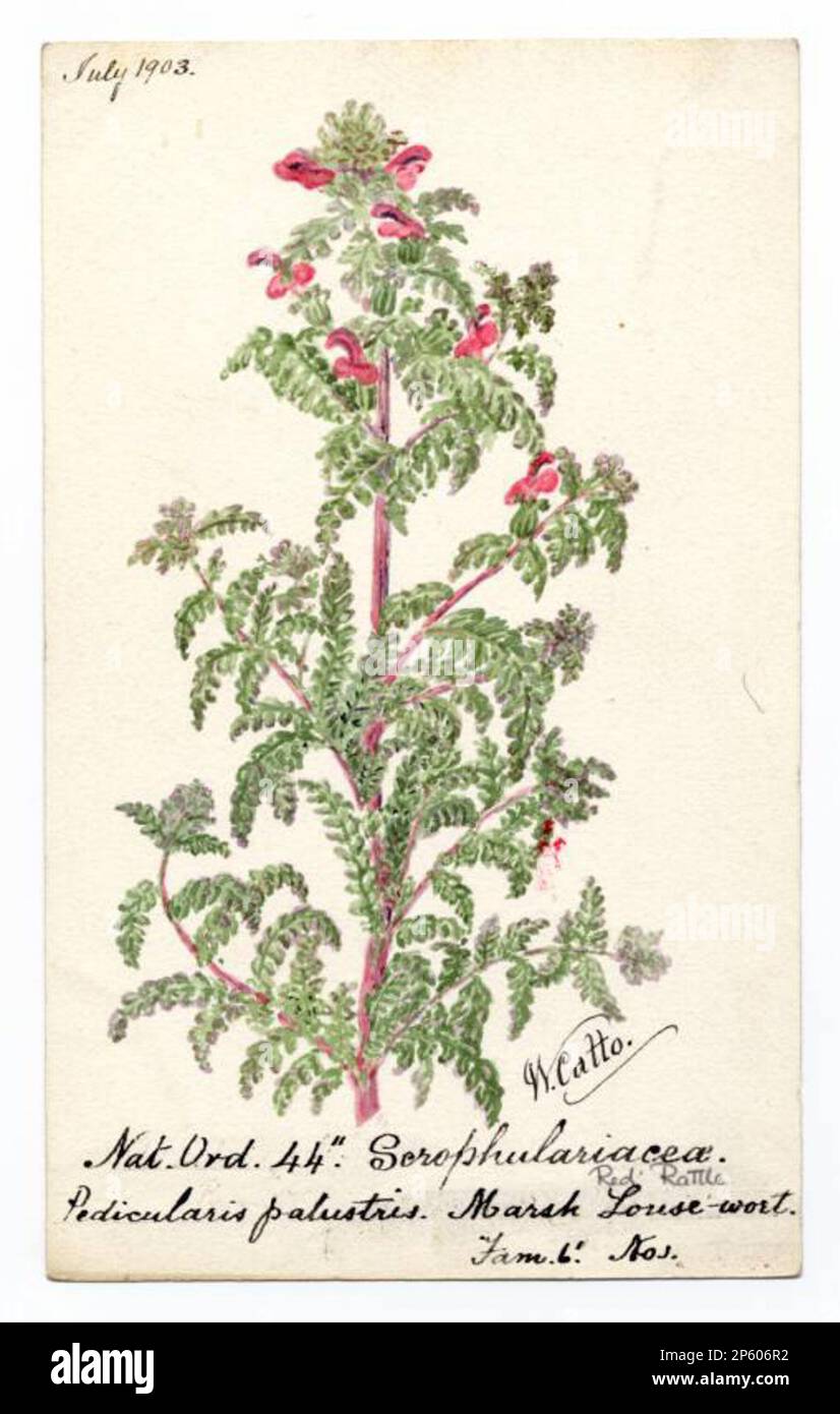 Marsh Louse-wort (Pedicularis palustris), William Catto (Aberdeen, Scotland, 1843 - 1927) July 1903 Stock Photo