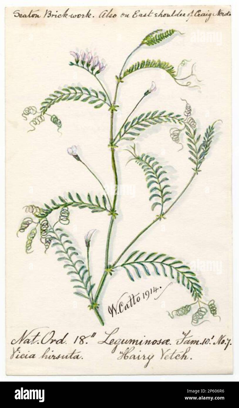 Hairy Vetch (Vicia hirsuta), William Catto (Aberdeen, Scotland, 1843 - 1927) 1914 Stock Photo