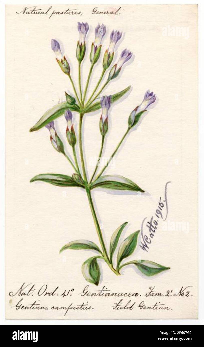 Field Gentian (Gentiana campestris), William Catto (Aberdeen, Scotland, 1843 - 1927) 1915 Stock Photo