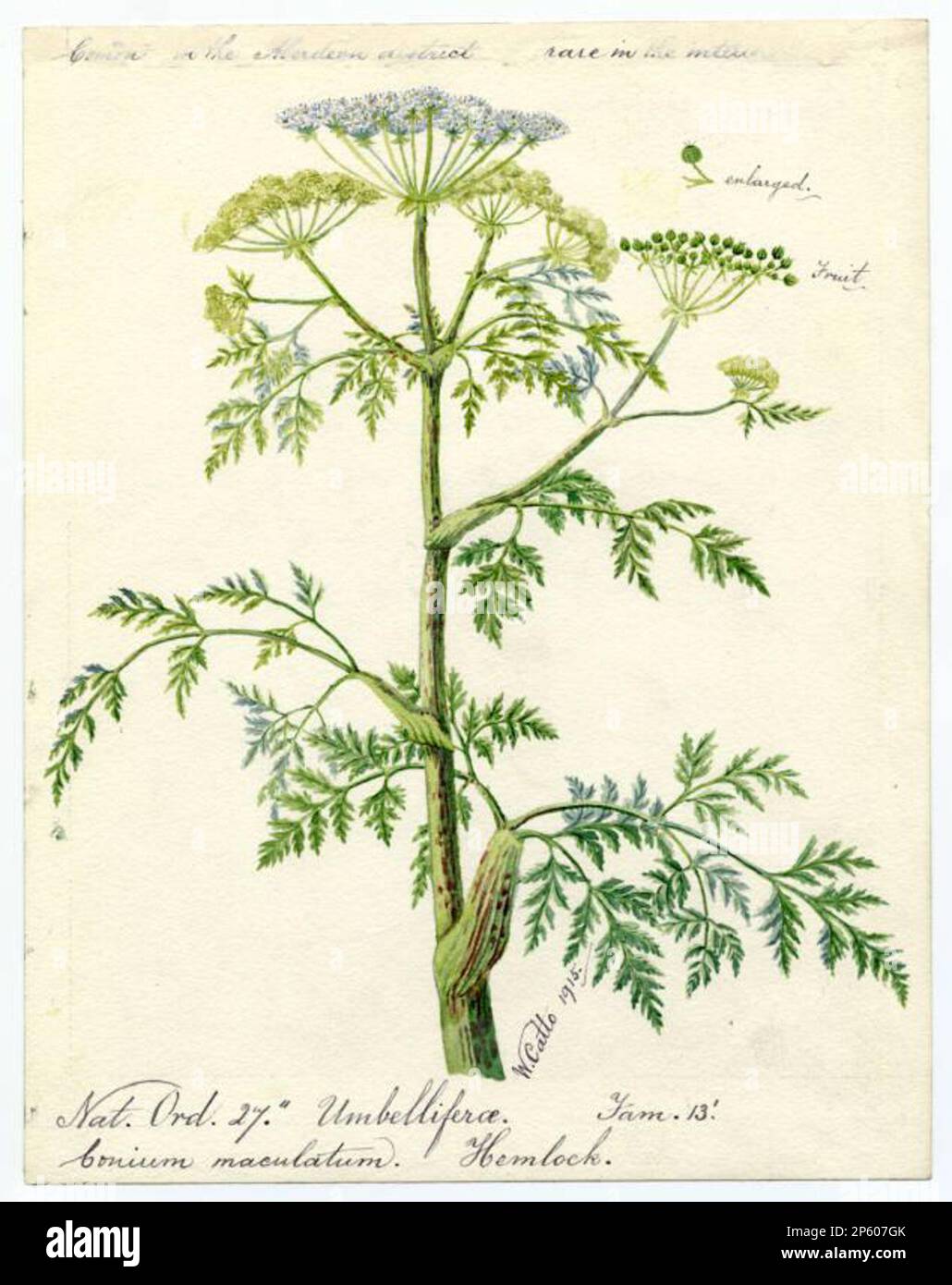 Hemlock (Conium maculatum), William Catto (Aberdeen, Scotland, 1843 - 1927) 1915 Stock Photo