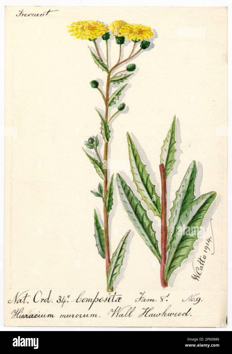 Wall Hawkweed (Hieracium murorum), William Catto (Aberdeen, Scotland, 1843 - 1927) 1914 Stock Photo