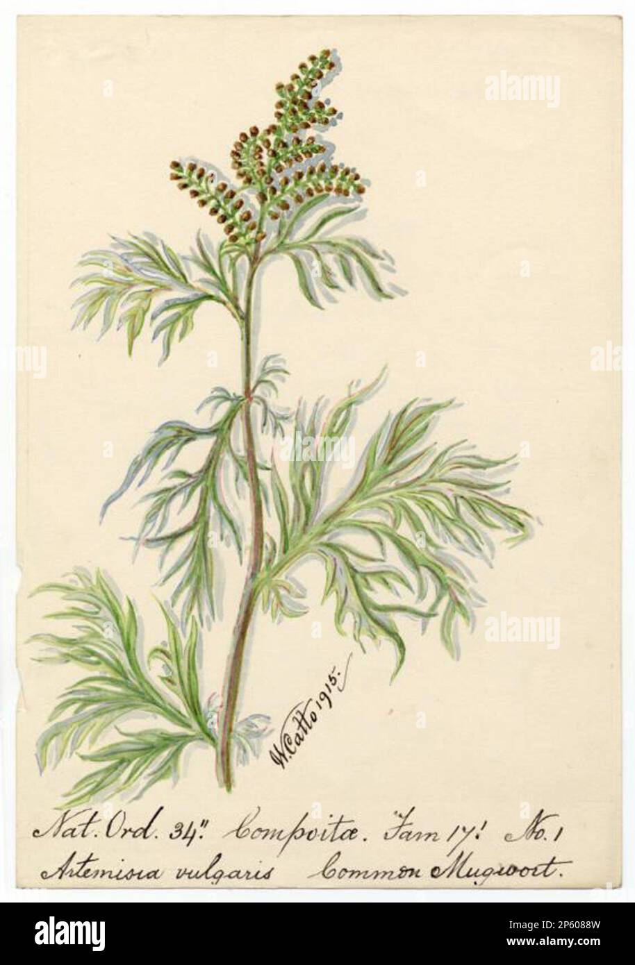 Common Mugwort (Artemisia vulgaris), William Catto (Aberdeen, Scotland, 1843 - 1927) 1915 Stock Photo