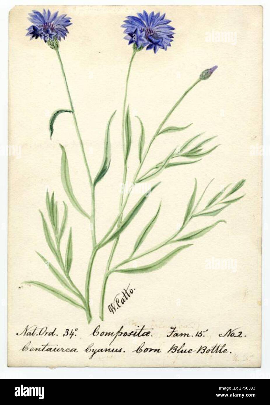 Corn Blue-Bottle (Centaurea cyanus), William Catto (Aberdeen, Scotland, 1843 - 1927) Stock Photo