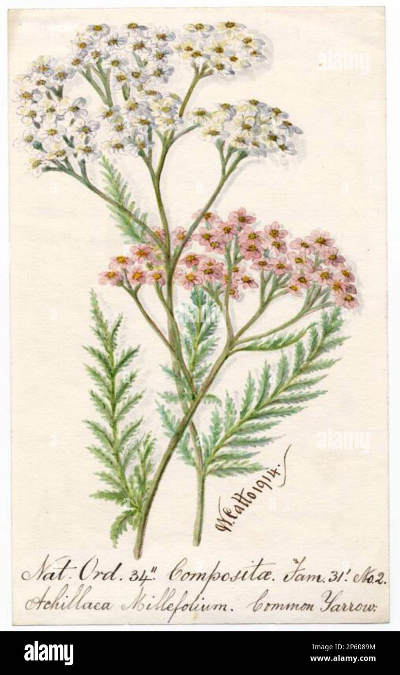 Common Yarrow (Achillea millefolium), William Catto (Aberdeen, Scotland, 1843 - 1927) 1914 Stock Photo
