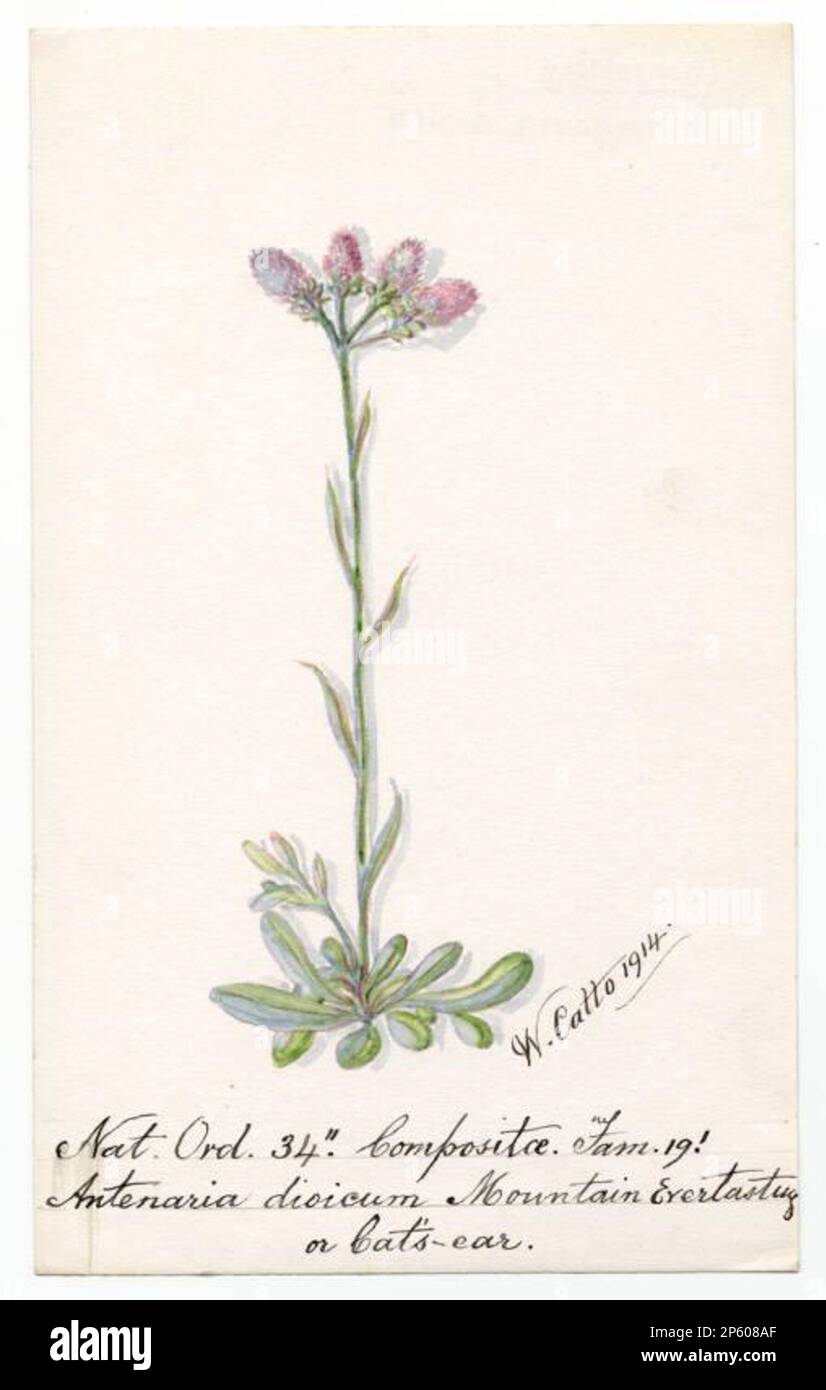Mountain Everlasting or Cat's-ear (Antennaria dioica), William Catto (Aberdeen, Scotland, 1843 - 1927) 1914 Stock Photo