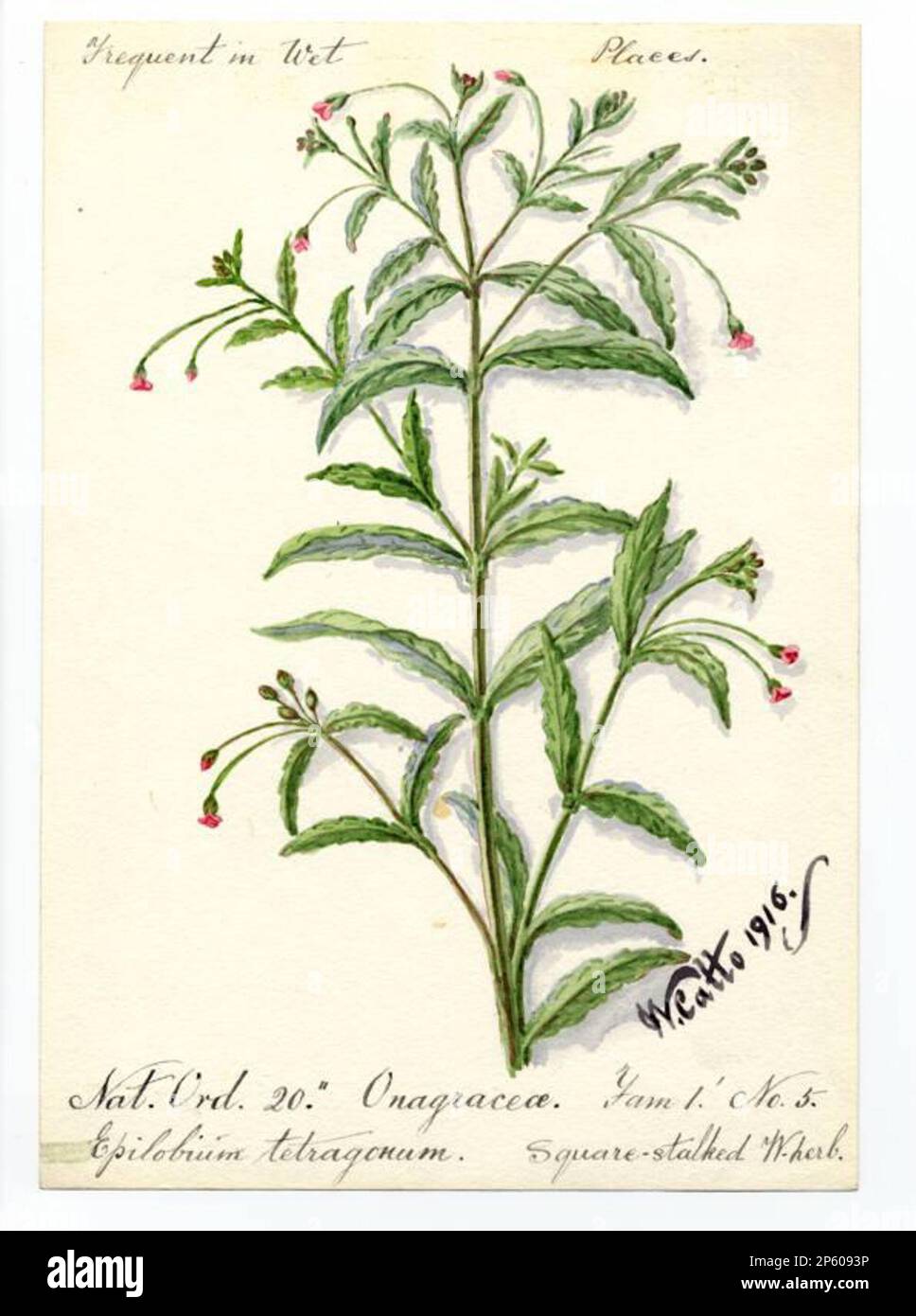 Square-stalked W. herb (Epilobium tetragonum), William Catto (Aberdeen, Scotland, 1843 - 1927) 1916 Stock Photo