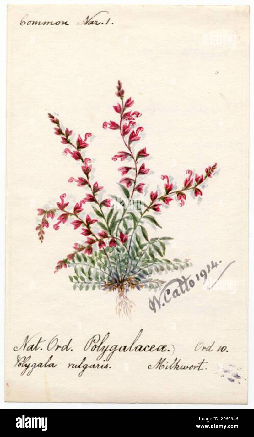 Milkwort (Polygala vulgaris), William Catto (Aberdeen, Scotland, 1843 - 1927) 1914 Stock Photo