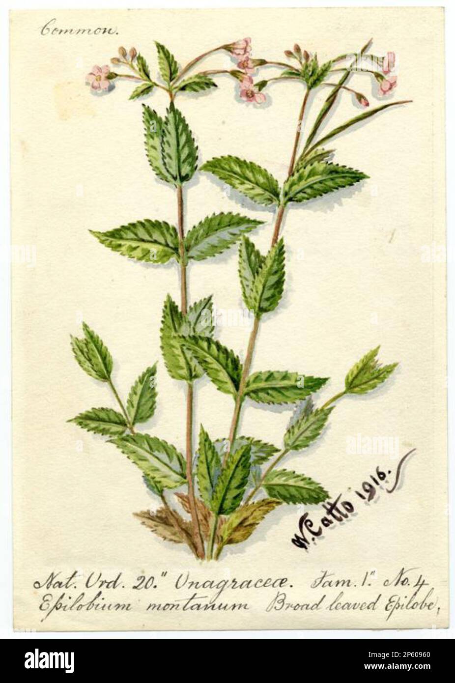 Broad leaved Epilobe (Epilobium montanum), William Catto (Aberdeen, Scotland, 1843 - 1927) 1916 Stock Photo