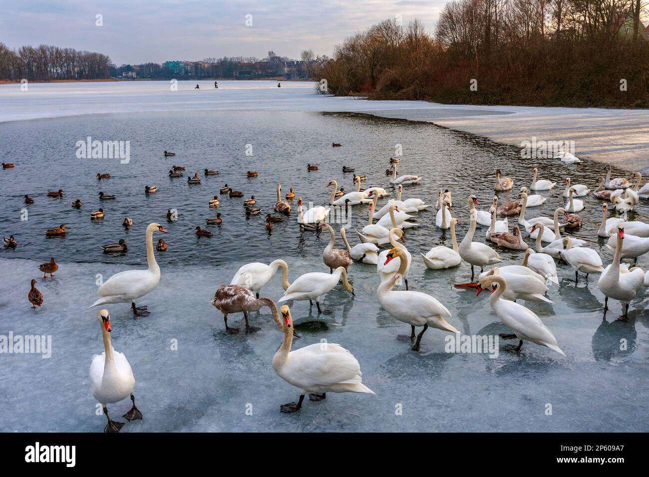 A flock of birds, swans and ducks on a freezing lake Stock Photo - Alamy