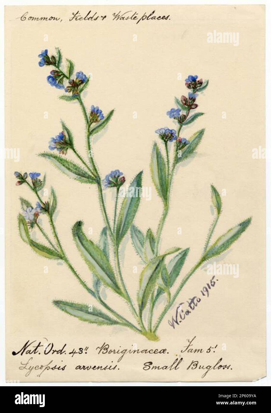 Small bugloss (lycopsis arvensis), William Catto (Aberdeen, Scotland, 1843 - 1927) 1915 Stock Photo