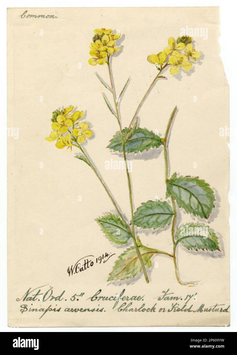Charlock or Field Mustard (Sinapis arvensis), William Catto (Aberdeen, Scotland, 1843 - 1927) 1914 Stock Photo