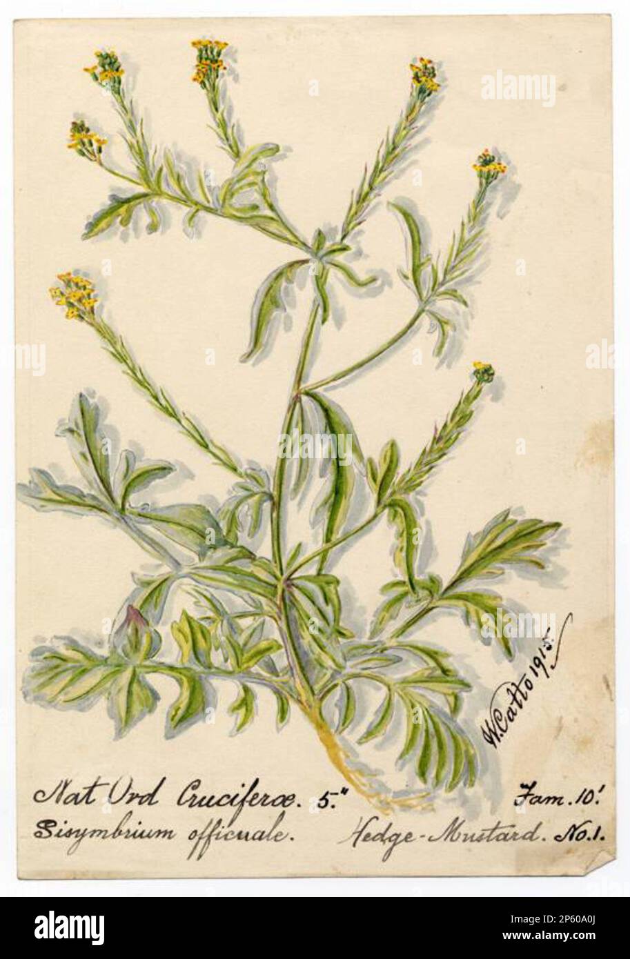 Hedge-mustard (sisymbrium officinale), William Catto (Aberdeen, Scotland, 1843 - 1927) 1915 Stock Photo