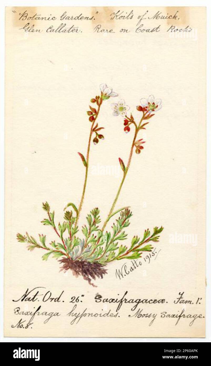 Mossy sacifrage (saxifraga hypnoides), William Catto (Aberdeen, Scotland, 1843 - 1927) 1915 Stock Photo