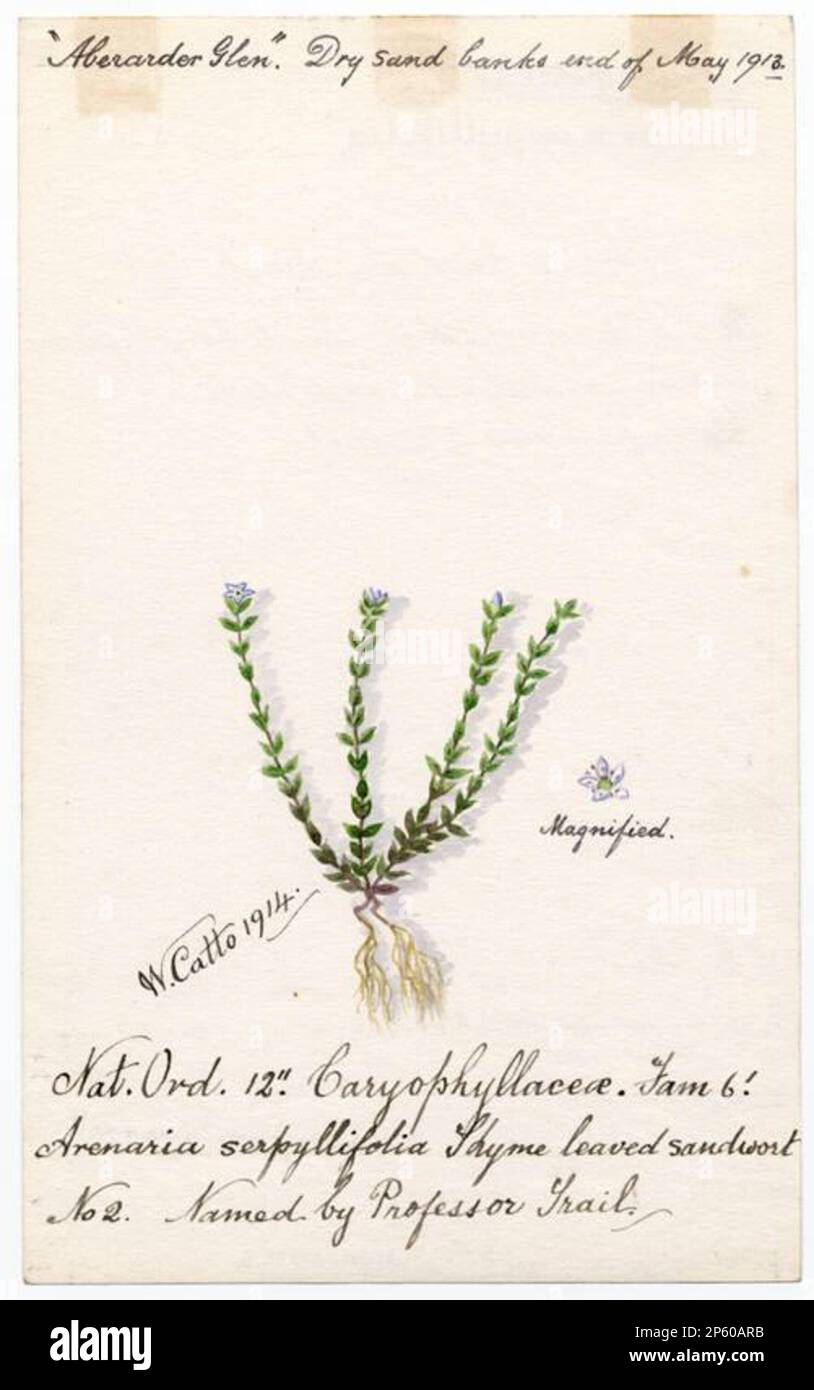 Thyme leaved sandwort (Arenaria serpyllifolia), William Catto (Aberdeen, Scotland, 1843 - 1927) 1914 Stock Photo