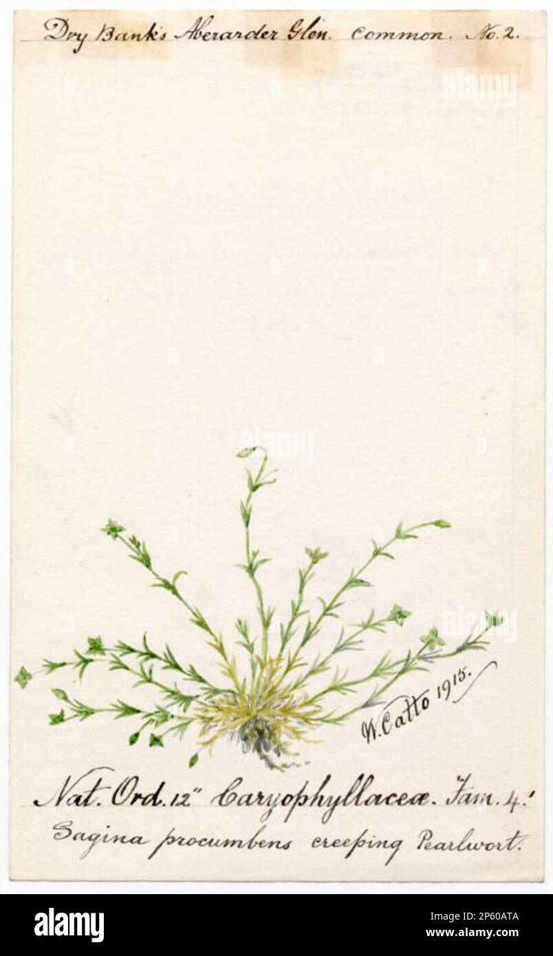 Creeping pearlwort (Sagina procumbens), William Catto (Aberdeen, Scotland, 1843 - 1927) 1915 Stock Photo