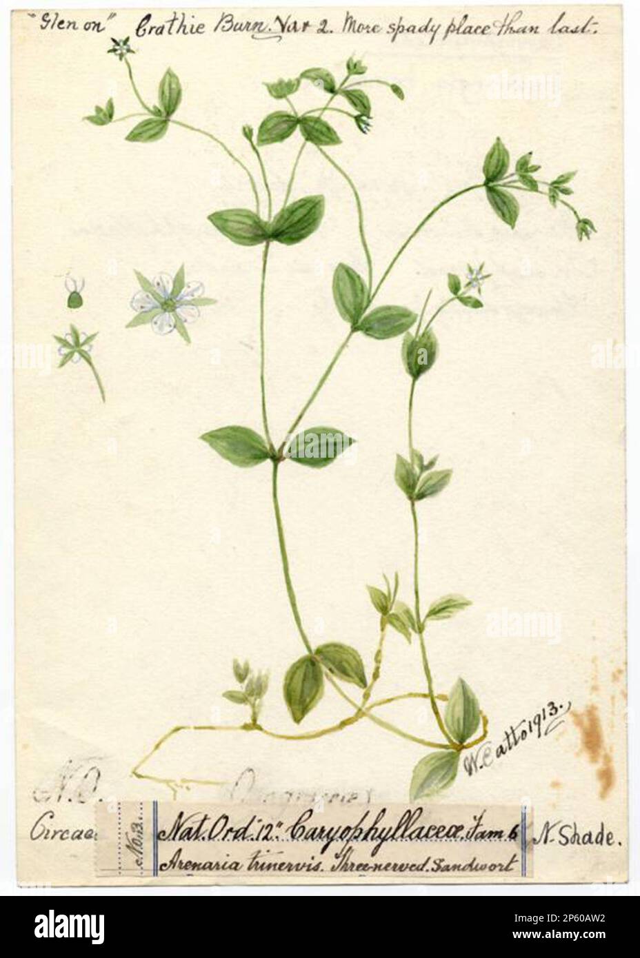 Three-nerved sandwort (Moehringia trinervia), William Catto (Aberdeen, Scotland, 1843 - 1927) 1913 Stock Photo