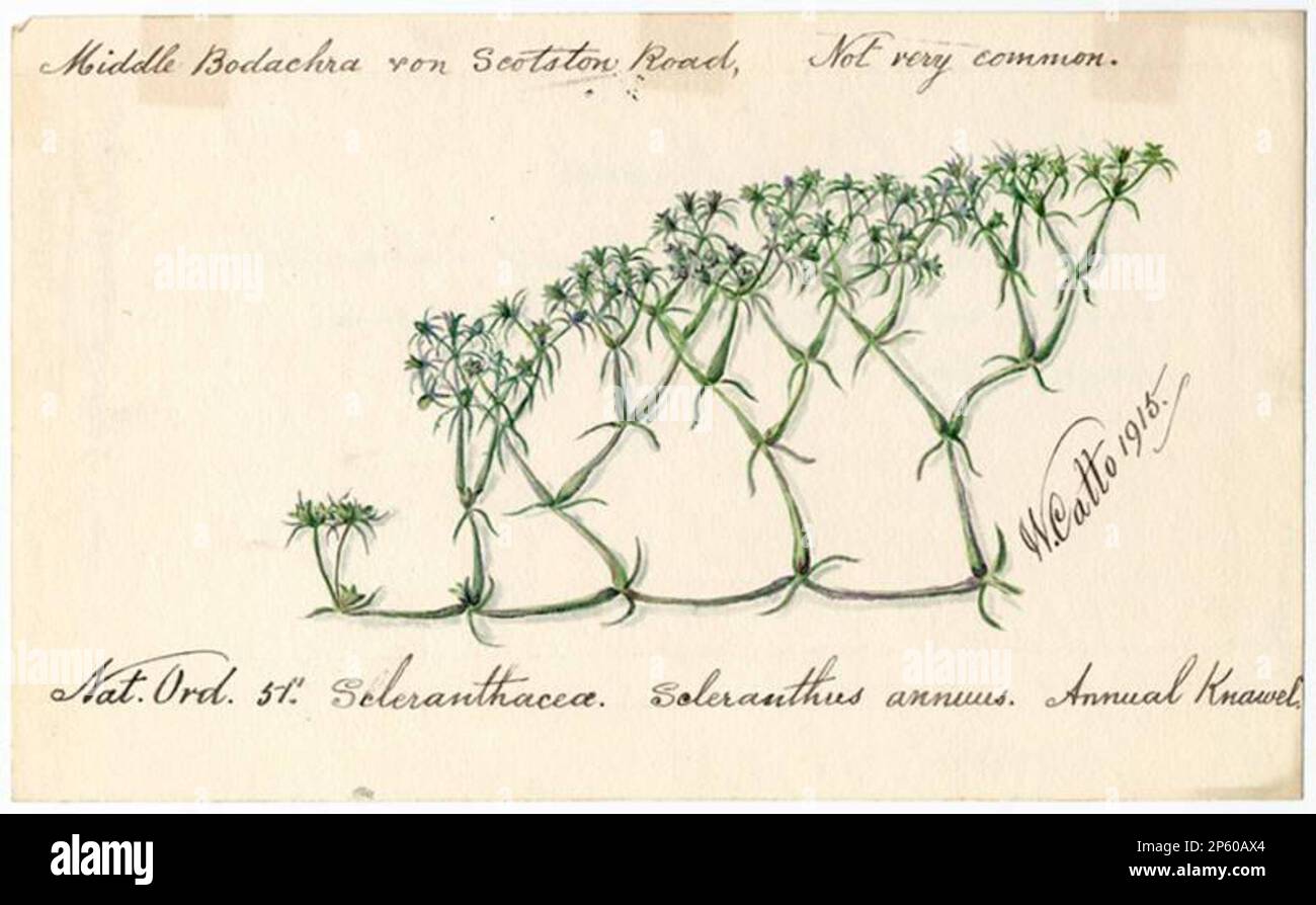Annual Knawel (Scleranthus annuus), William Catto (Aberdeen, Scotland, 1843 - 1927) 1915 Stock Photo