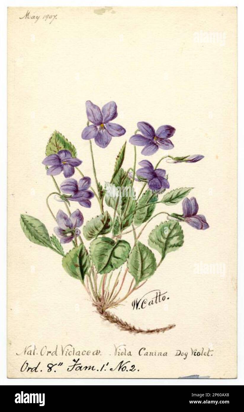 Dog Violet (Viola Canina), William Catto (Aberdeen, Scotland, 1843 - 1927) May 1907 Stock Photo