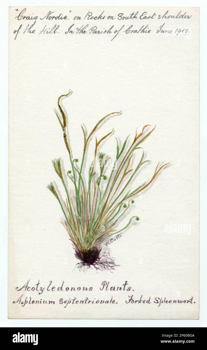 Forked spleenwort (asplenium septentrionale), William Catto (Aberdeen, Scotland, 1843 - 1927) 1913 Stock Photo