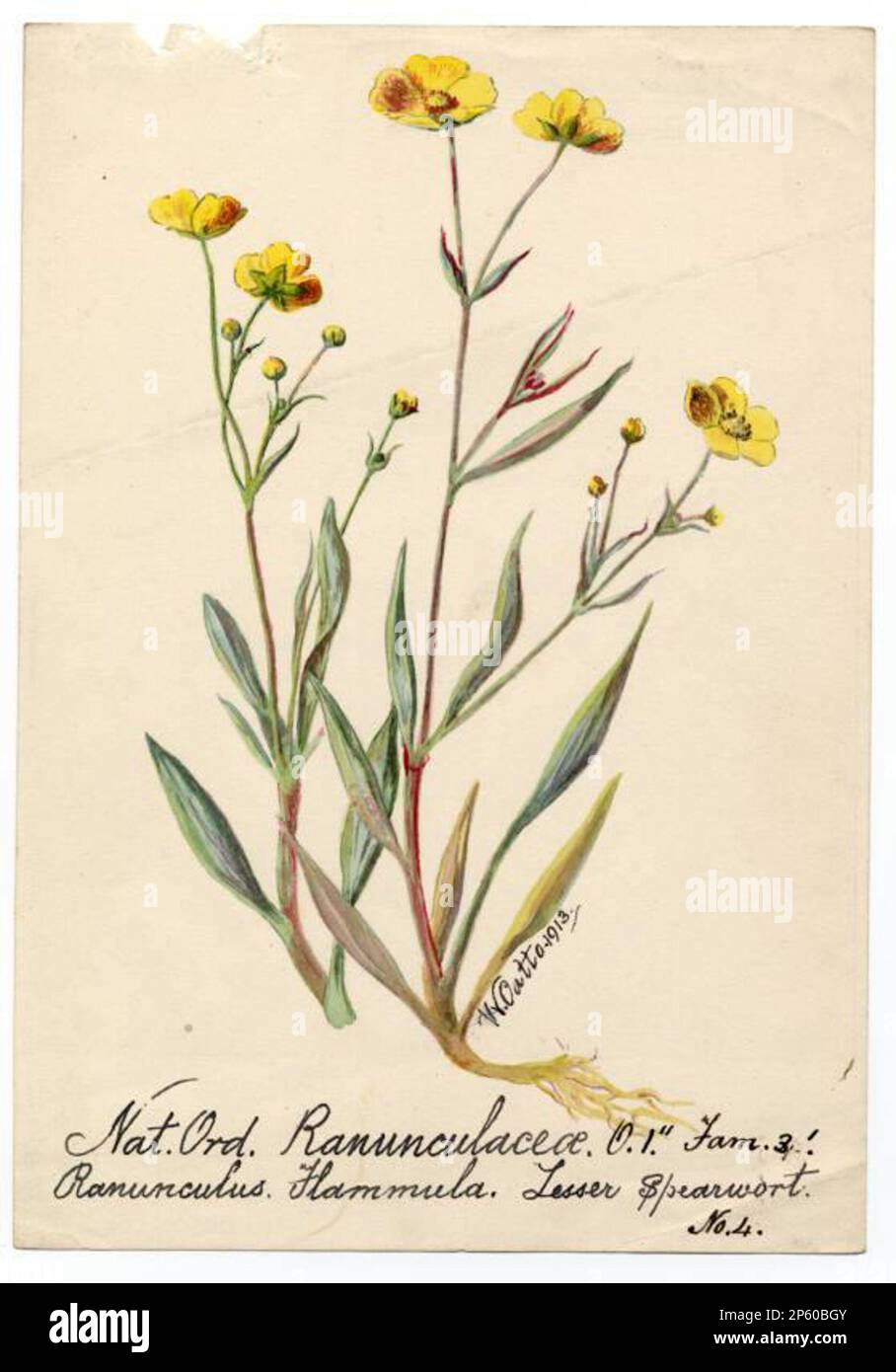 Lesser spearwort (ranunculus flammula), William Catto (Aberdeen, Scotland, 1843 - 1927) 1913 Stock Photo