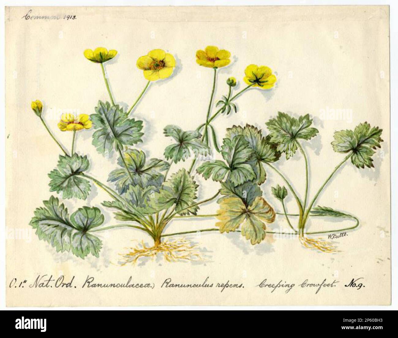 Creeping crowfoot (ranunculus repens), William Catto (Aberdeen, Scotland, 1843 - 1927) 1913 Stock Photo