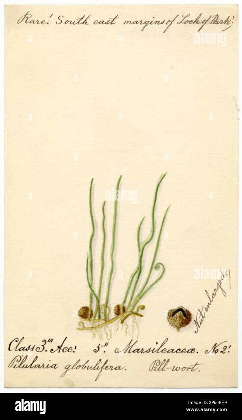 Pill-wort (pilularia globulifera), William Catto (Aberdeen, Scotland, 1843 - 1927) Stock Photo