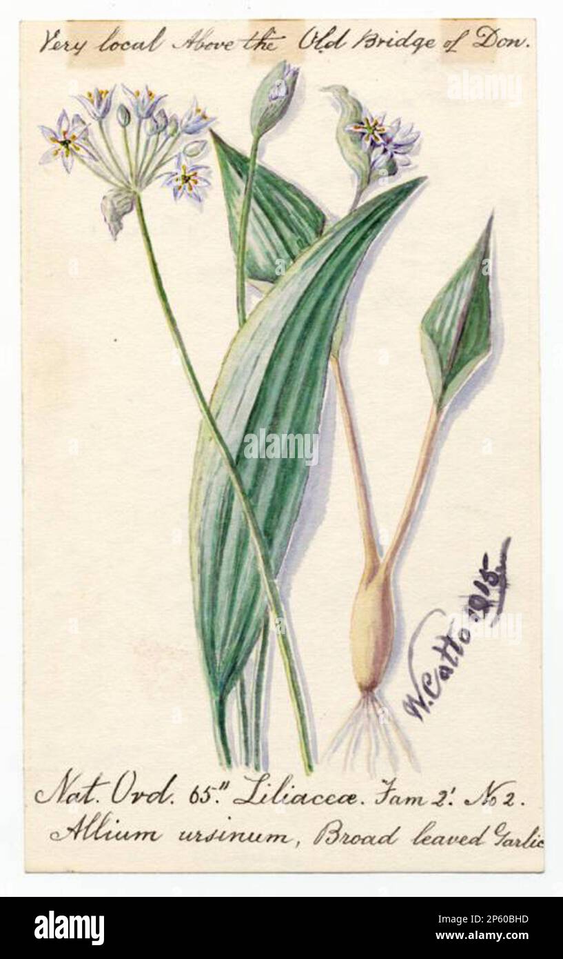 Broad leaved garlic (Allium ursinum), William Catto (Aberdeen, Scotland, 1843 - 1927) 1915 Stock Photo