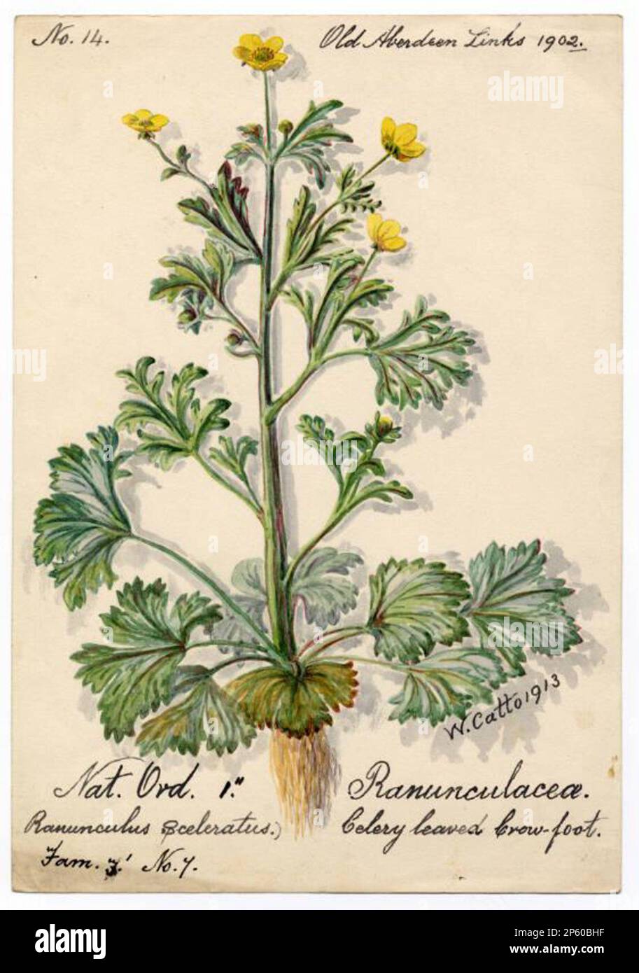 Celery leaved crowfoot (ranunculus sceleratus), William Catto (Aberdeen, Scotland, 1843 - 1927) 1902 Stock Photo