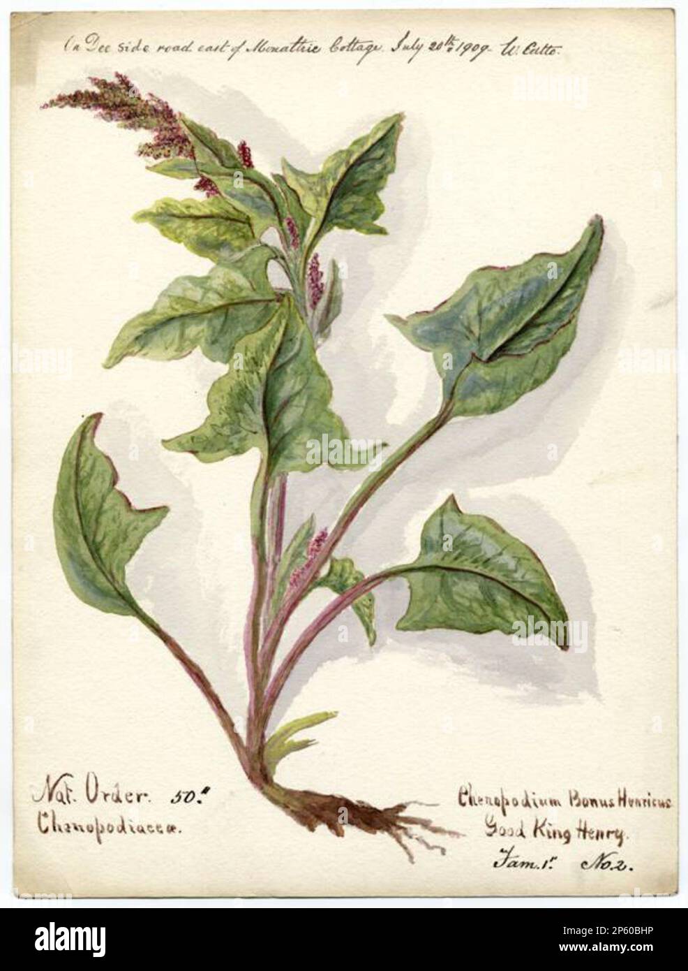 Good King Henry (chenopodium bonus-henricus), William Catto (Aberdeen, Scotland, 1843 - 1927) July 1909 Stock Photo