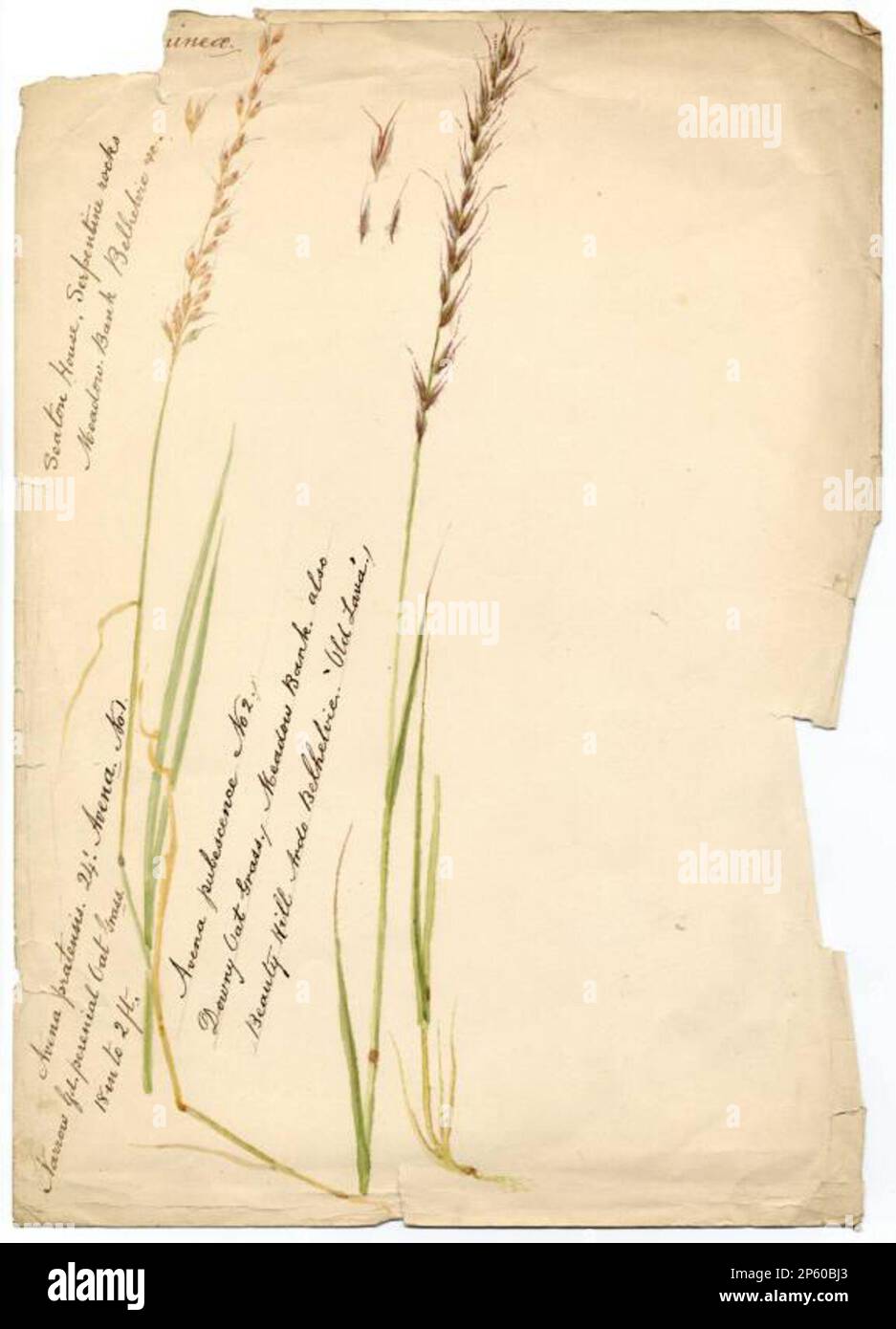 Downy Oat Grass (Helictotrichon pubescens), William Catto (Aberdeen, Scotland, 1843 - 1927) Stock Photo