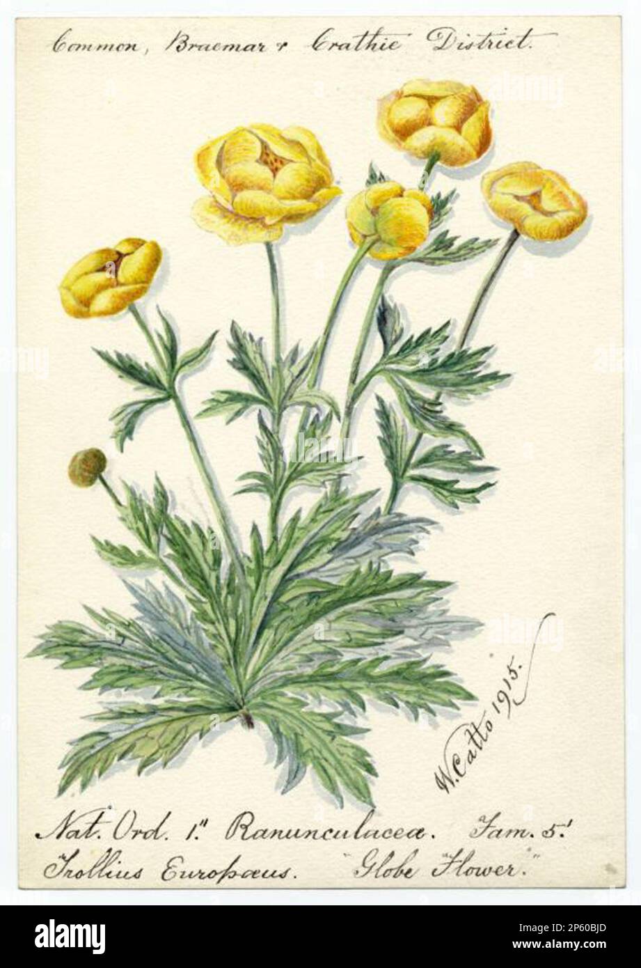 Globe flower (trollius europaeus), William Catto (Aberdeen, Scotland, 1843 - 1927) 1915 Stock Photo