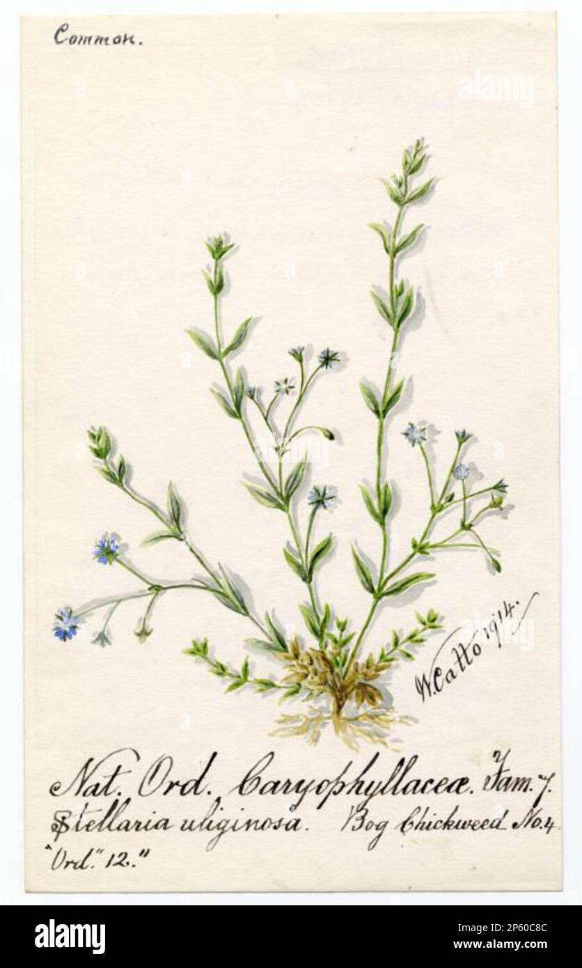 Bog chickweed (stellaria alsine), William Catto (Aberdeen, Scotland, 1843 - 1927) 1914 Stock Photo