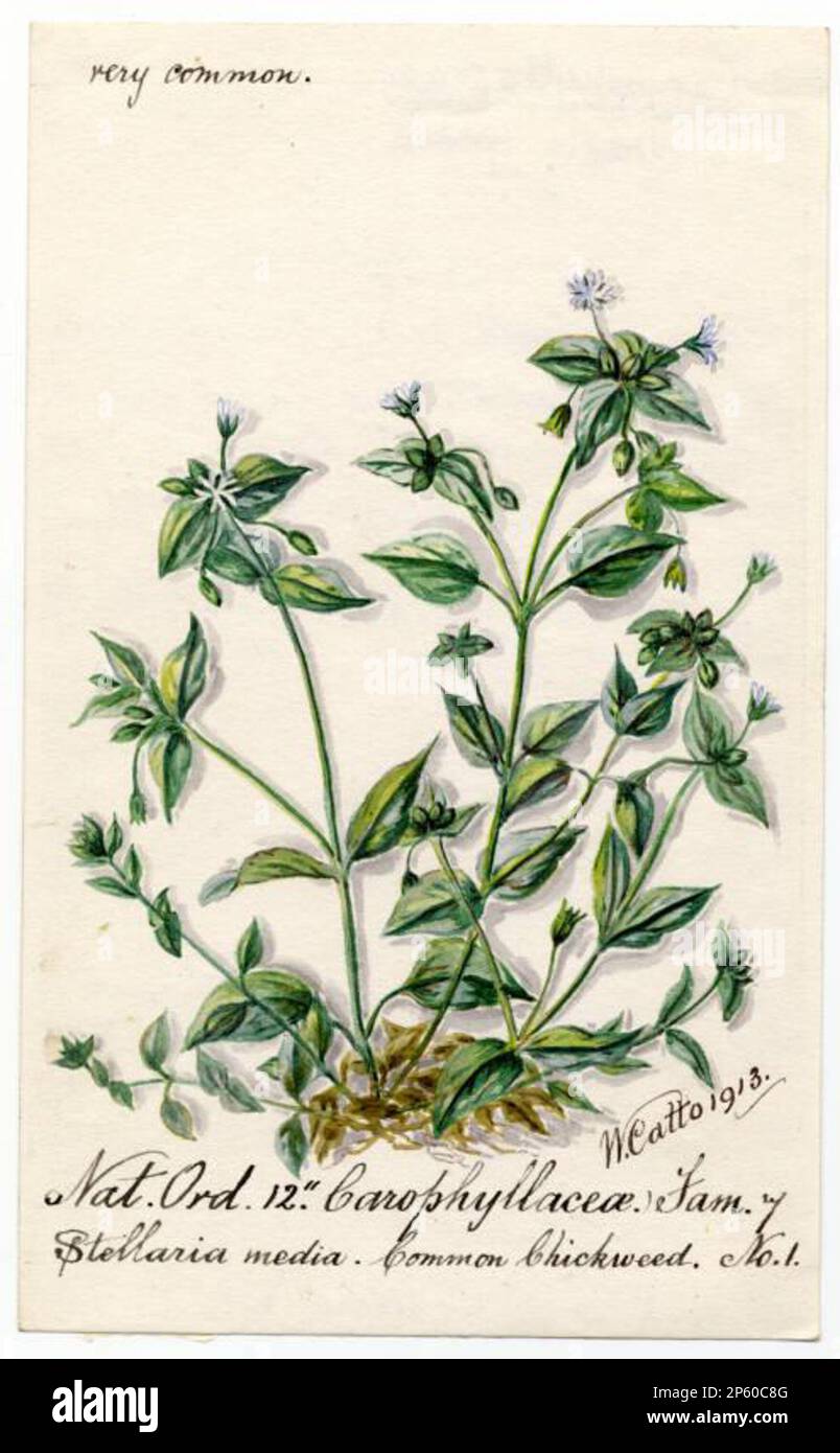 Common chickweed (stellaria media), William Catto (Aberdeen, Scotland, 1843 - 1927) 1913 Stock Photo