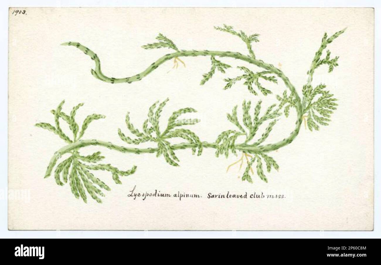 Savin leaved club-moss (lycopodium alpinum), William Catto (Aberdeen, Scotland, 1843 - 1927) 1903 Stock Photo