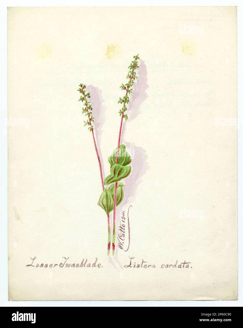 Lesser twaeblade (listera cordata), William Catto (Aberdeen, Scotland, 1843 - 1927) 1911 Stock Photo