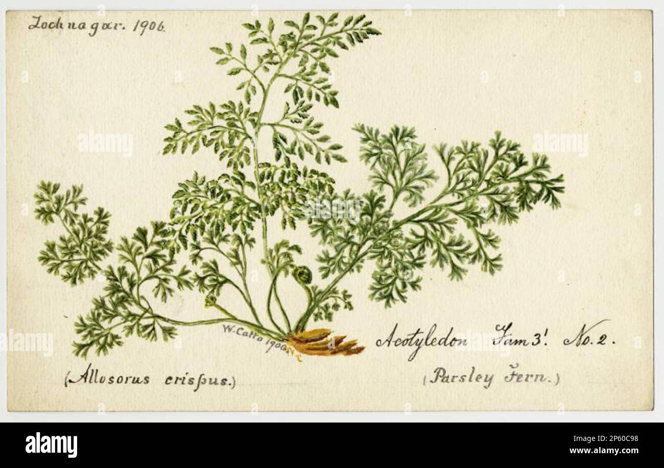 Parsley fern (cryptogramma crispa), William Catto (Aberdeen, Scotland, 1843 - 1927) 1903 Stock Photo