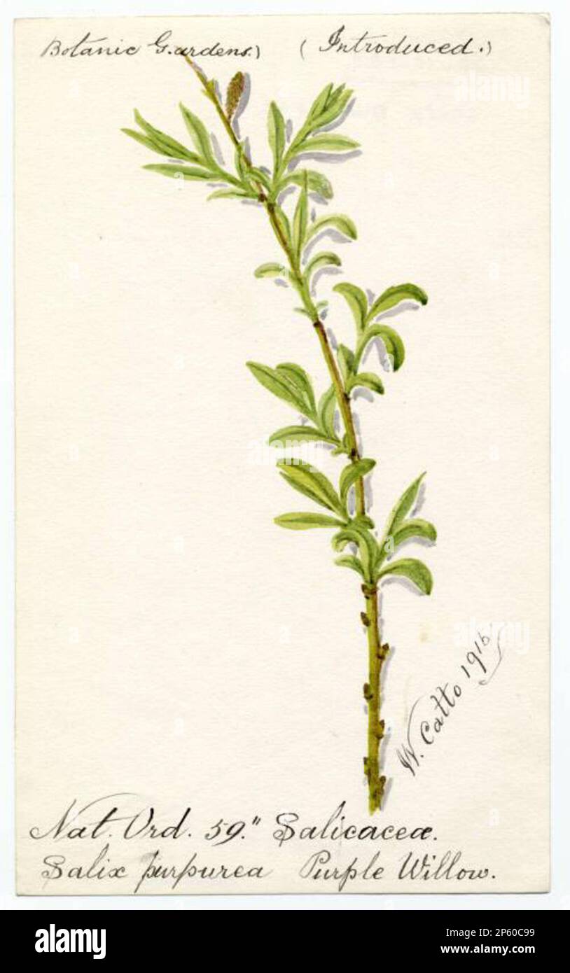 Purple willow (salix purpurea), William Catto (Aberdeen, Scotland, 1843 - 1927) 1916 Stock Photo