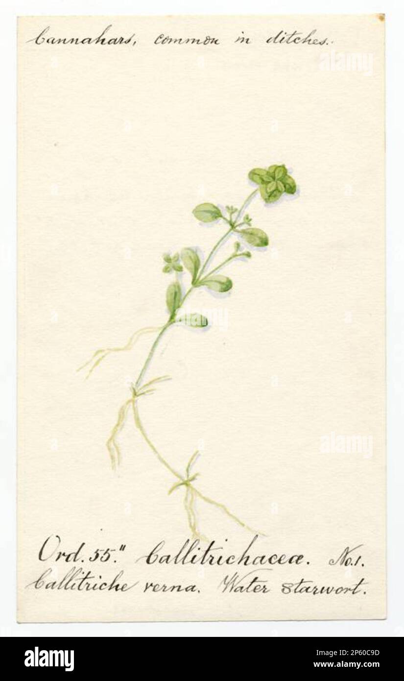 Water starwort (callitriche verna), William Catto (Aberdeen, Scotland, 1843 - 1927) Stock Photo