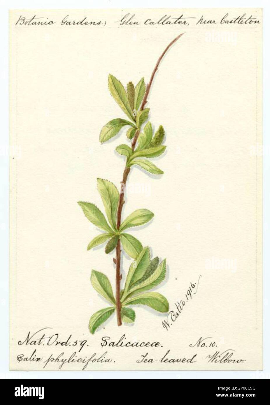 Tea-leaved willow (salix phylicifolia), William Catto (Aberdeen, Scotland, 1843 - 1927) 1916 Stock Photo