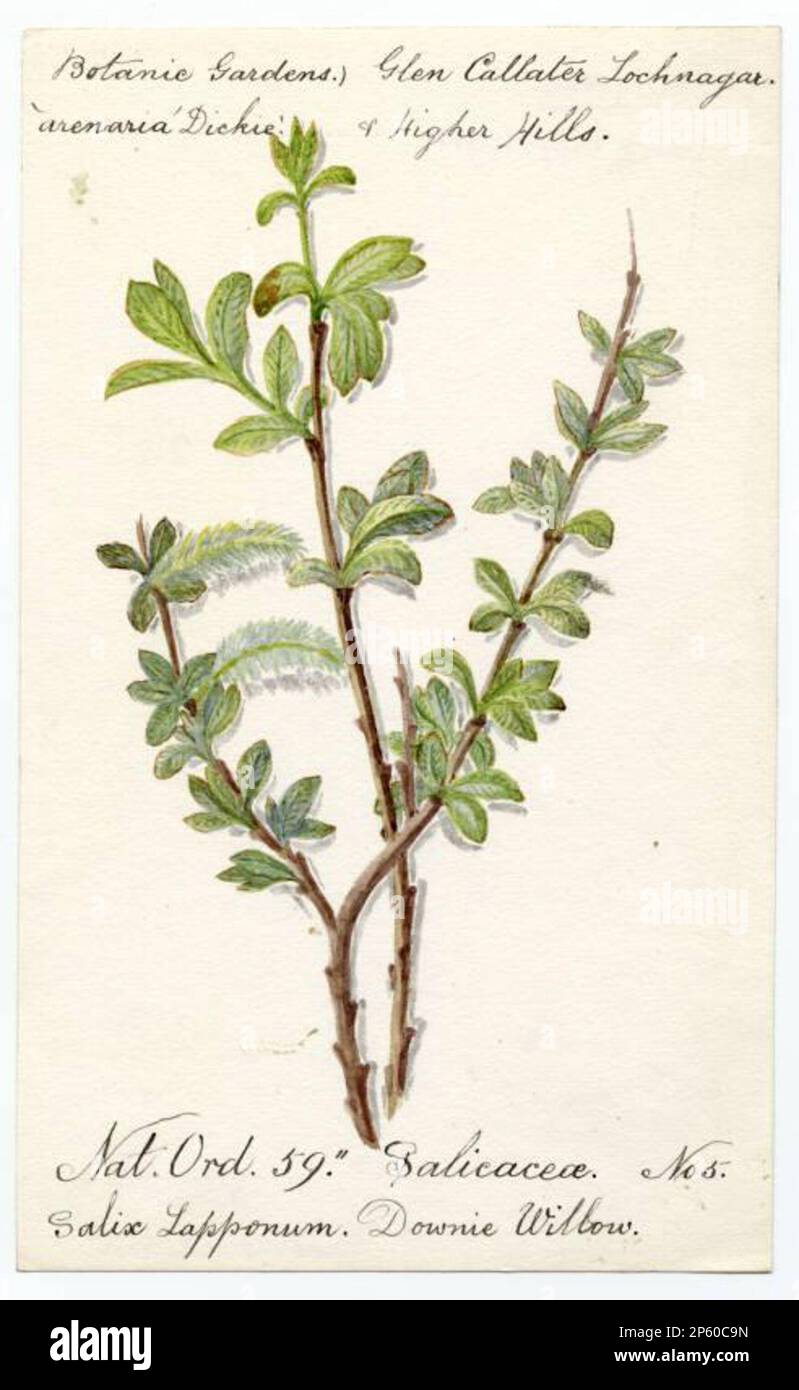 Downie willow (salix lapponum), William Catto (Aberdeen, Scotland, 1843 - 1927) Stock Photo