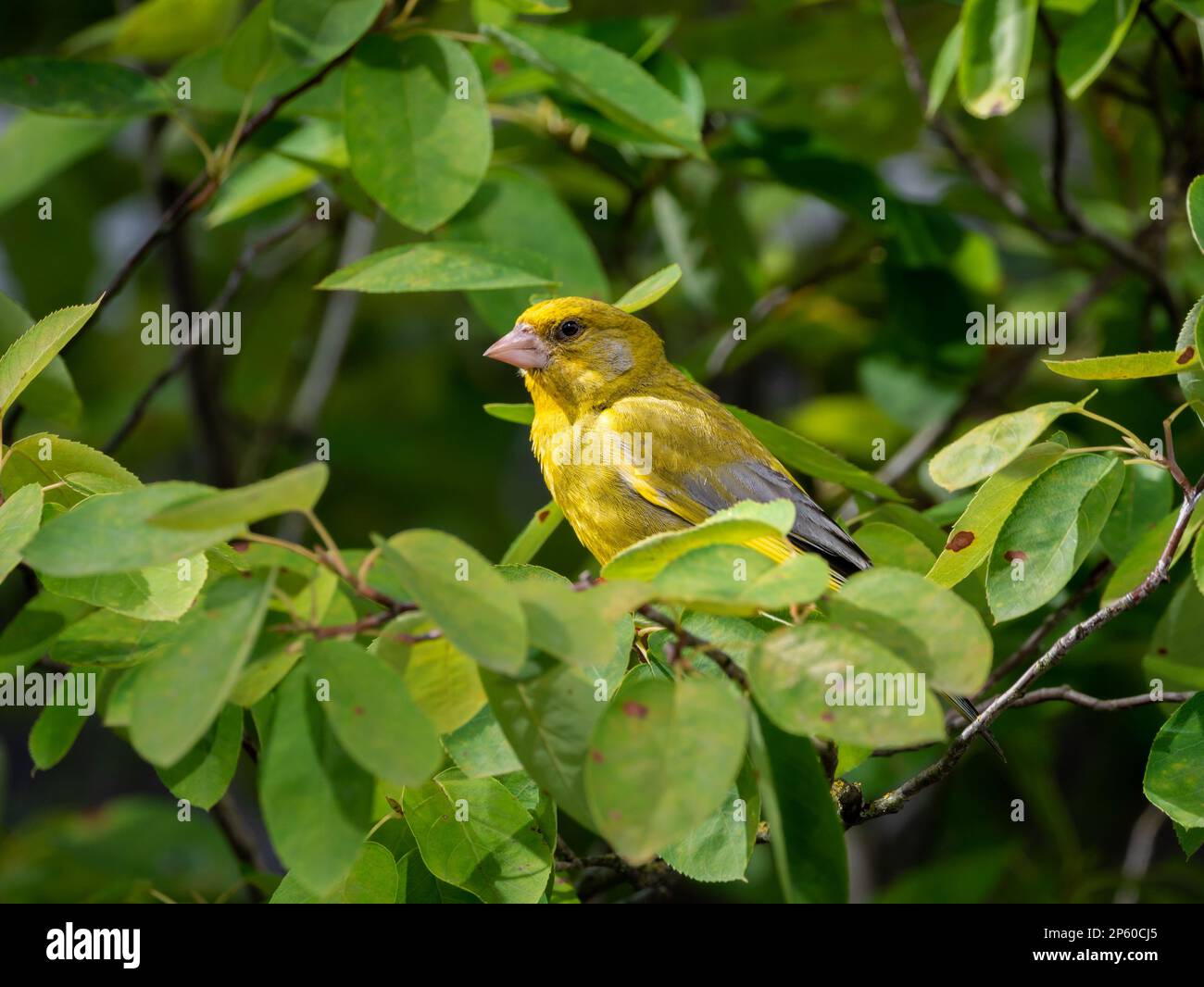 Greenfinch, Carduelis chloris, adult male perched on branch of Amelanchier lamarckii tree, Netherlands Stock Photo