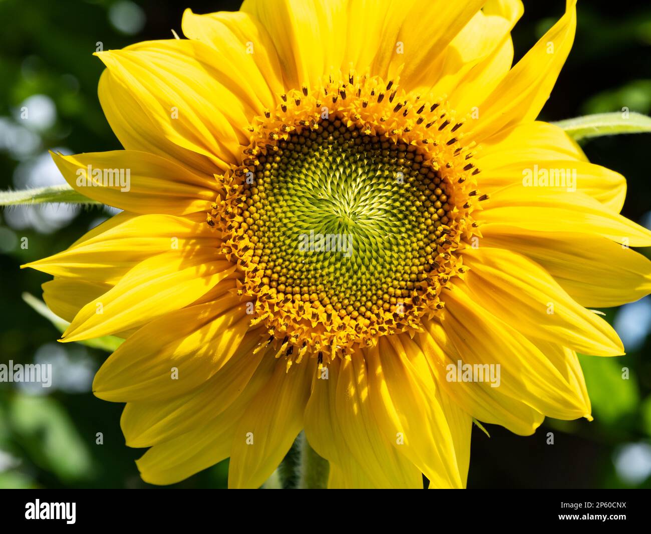 Sunflower head, Helanthus annuus, horizontal Stock Photo Alamy