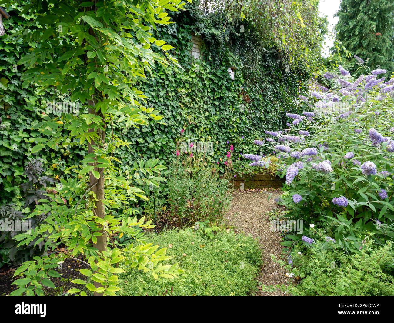Small garden with densely planted native plants like ivy, wisteria and gravel path in summer, Netherlands Stock Photo