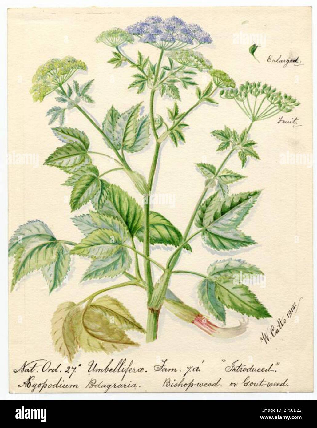 Bishop-weed or Gout-weed (aegopodium podagraria), William Catto (Aberdeen, Scotland, 1843 - 1927) 1915 Stock Photo