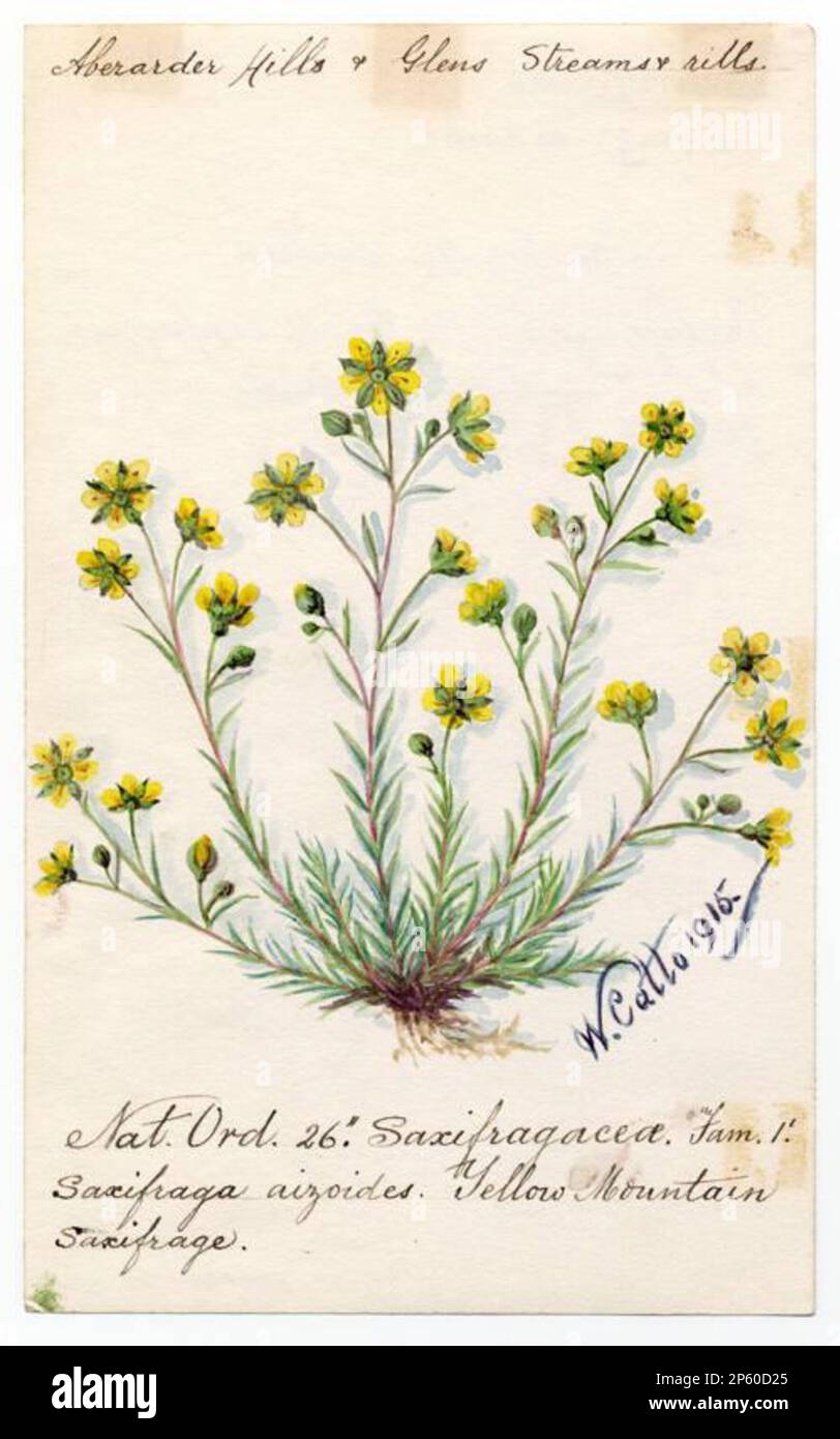 yellow mountain saxifrage (saxifraga aizoides), William Catto (Aberdeen, Scotland, 1843 - 1927) 1915 Stock Photo
