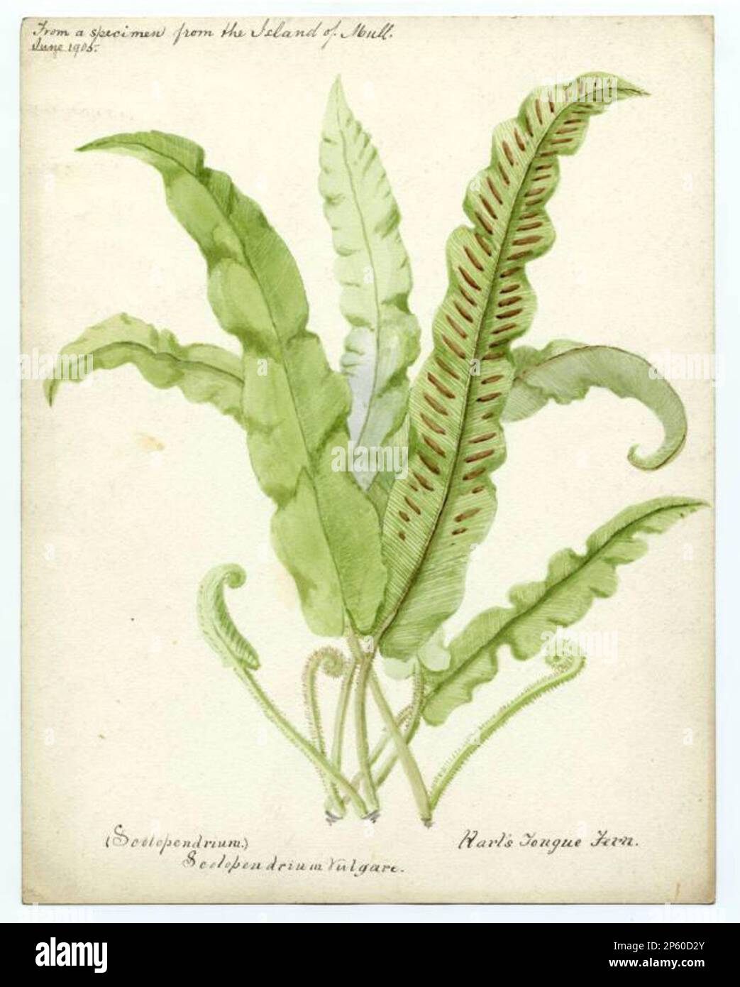 Harts tongue fern (phyllitis scolopendrium), William Catto (Aberdeen, Scotland, 1843 - 1927) 1905 Stock Photo