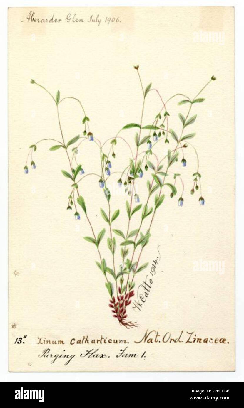 Purging flax (linum catharticum), William Catto (Aberdeen, Scotland, 1843 - 1927) 1906 Stock Photo
