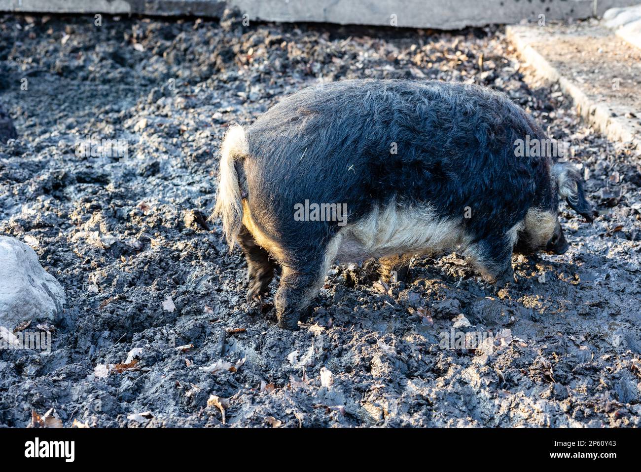 Mangalitsa, Mangalitza, Mangalica 'wooly pig' in the Sauvabelin animal parc during bright sunny day in winter 2023 Stock Photo